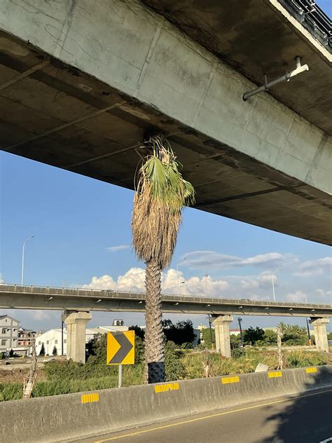 樹下植栽